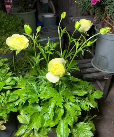 小众送妈妈的花有哪些花