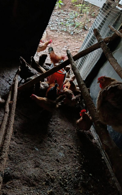 小众送妈妈的花有哪些花