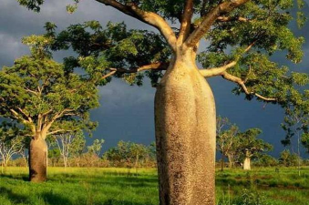 小众送妈妈的花有哪些花