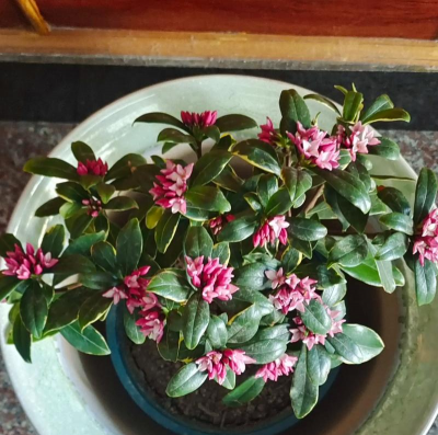 小众送妈妈的花有哪些花