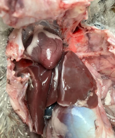 小众送妈妈的花有哪些花