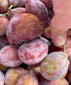 新疆西梅和法兰西西梅有什么区别