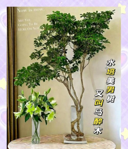 小众送妈妈的花有哪些花