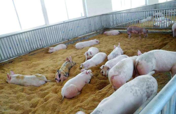 发酵床养猪技术怎么样 发酵床养猪技术怎么样