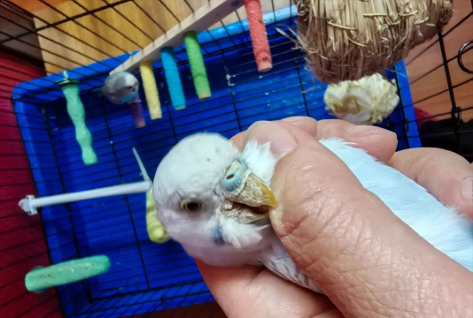 小众送妈妈的花有哪些花