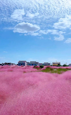 小众送妈妈的花有哪些花