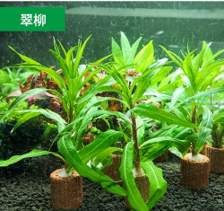 小众送妈妈的花有哪些花