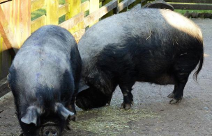 小众送妈妈的花有哪些花