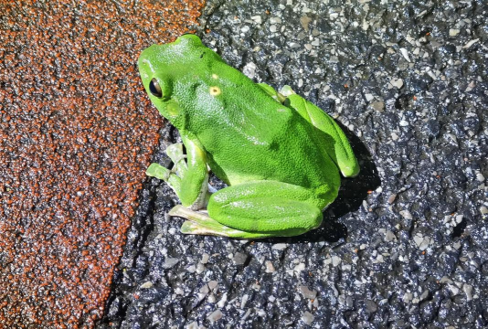 小众送妈妈的花有哪些花