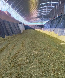 小众送妈妈的花有哪些花