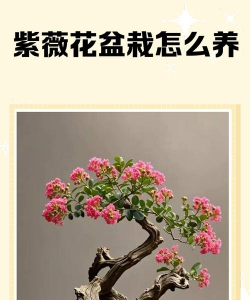 紫薇盆景如何养