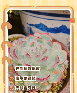 小众送妈妈的花有哪些花