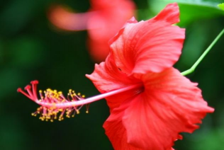 小众送妈妈的花有哪些花