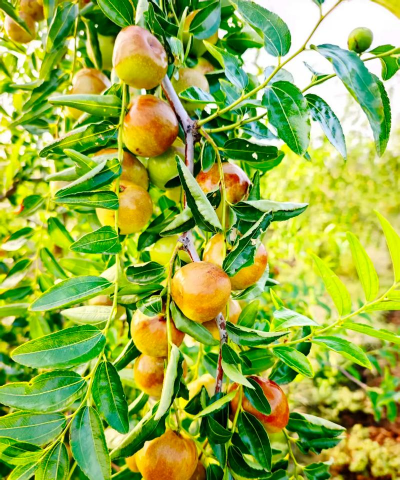 小众送妈妈的花有哪些花