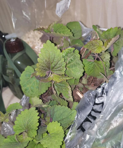 小众送妈妈的花有哪些花