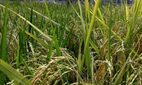 小众送妈妈的花有哪些花