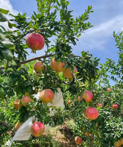 小众送妈妈的花有哪些花