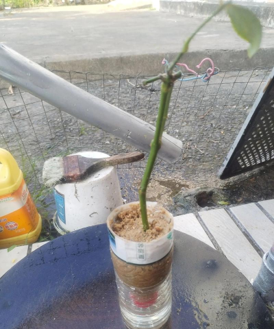 小众送妈妈的花有哪些花