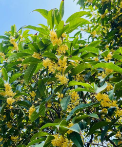 小众送妈妈的花有哪些花