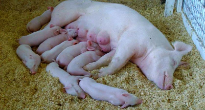 小众送妈妈的花有哪些花