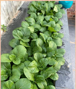 四九菜心的种植方法和时间