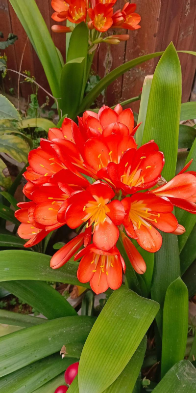 小众送妈妈的花有哪些花