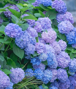 小众送妈妈的花有哪些花