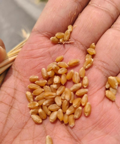 小众送妈妈的花有哪些花