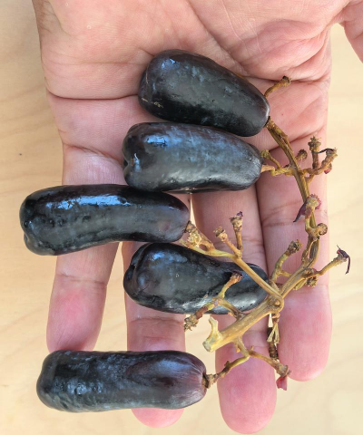 小众送妈妈的花有哪些花