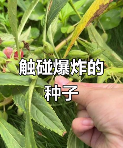 小众送妈妈的花有哪些花