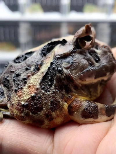 小众送妈妈的花有哪些花