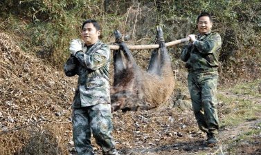 怎么抓野猪
