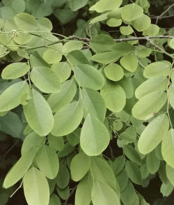 小众送妈妈的花有哪些花