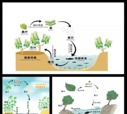 小众送妈妈的花有哪些花