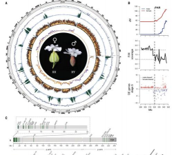 植物有染色体吗