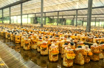 小众送妈妈的花有哪些花