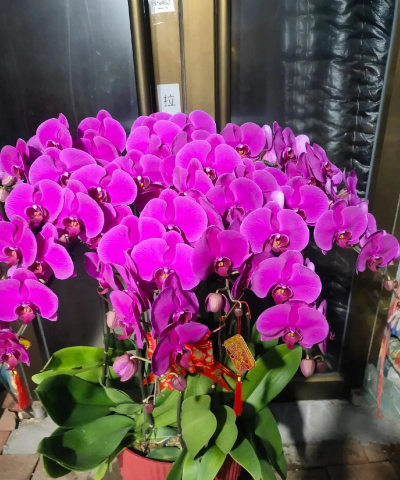 小众送妈妈的花有哪些花