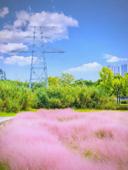 小众送妈妈的花有哪些花