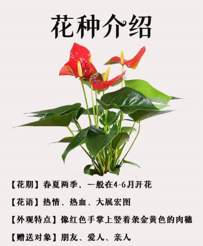 小众送妈妈的花有哪些花