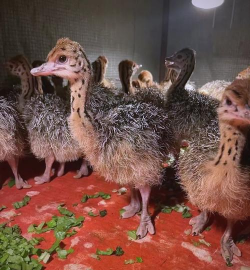 小众送妈妈的花有哪些花