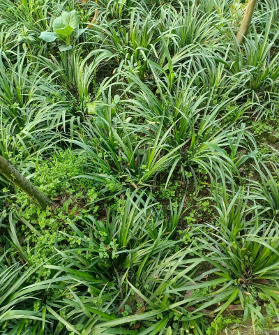 小众送妈妈的花有哪些花