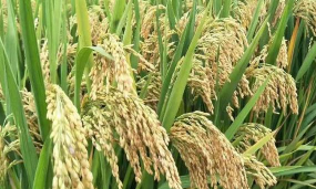 小众送妈妈的花有哪些花