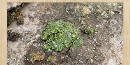 小众送妈妈的花有哪些花