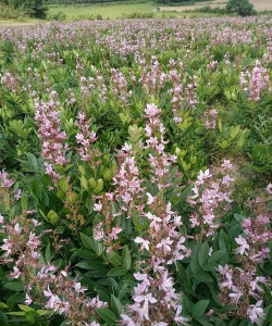 白鲜皮种植技术及亩收益