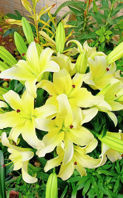 小众送妈妈的花有哪些花