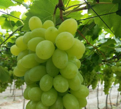 绿色的大葡萄是什么品种