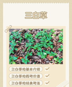 白三草花语是什么