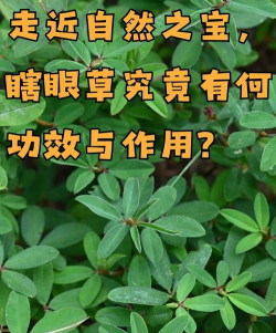 千里眼花草的功能