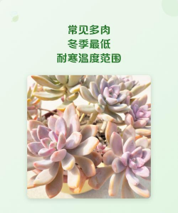 多肉耐寒最低气温是多少
