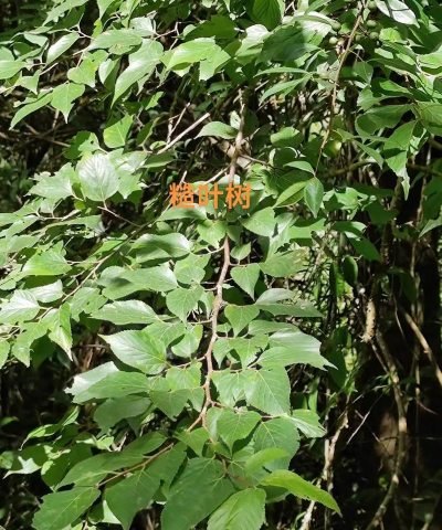 牛筋木是什么树